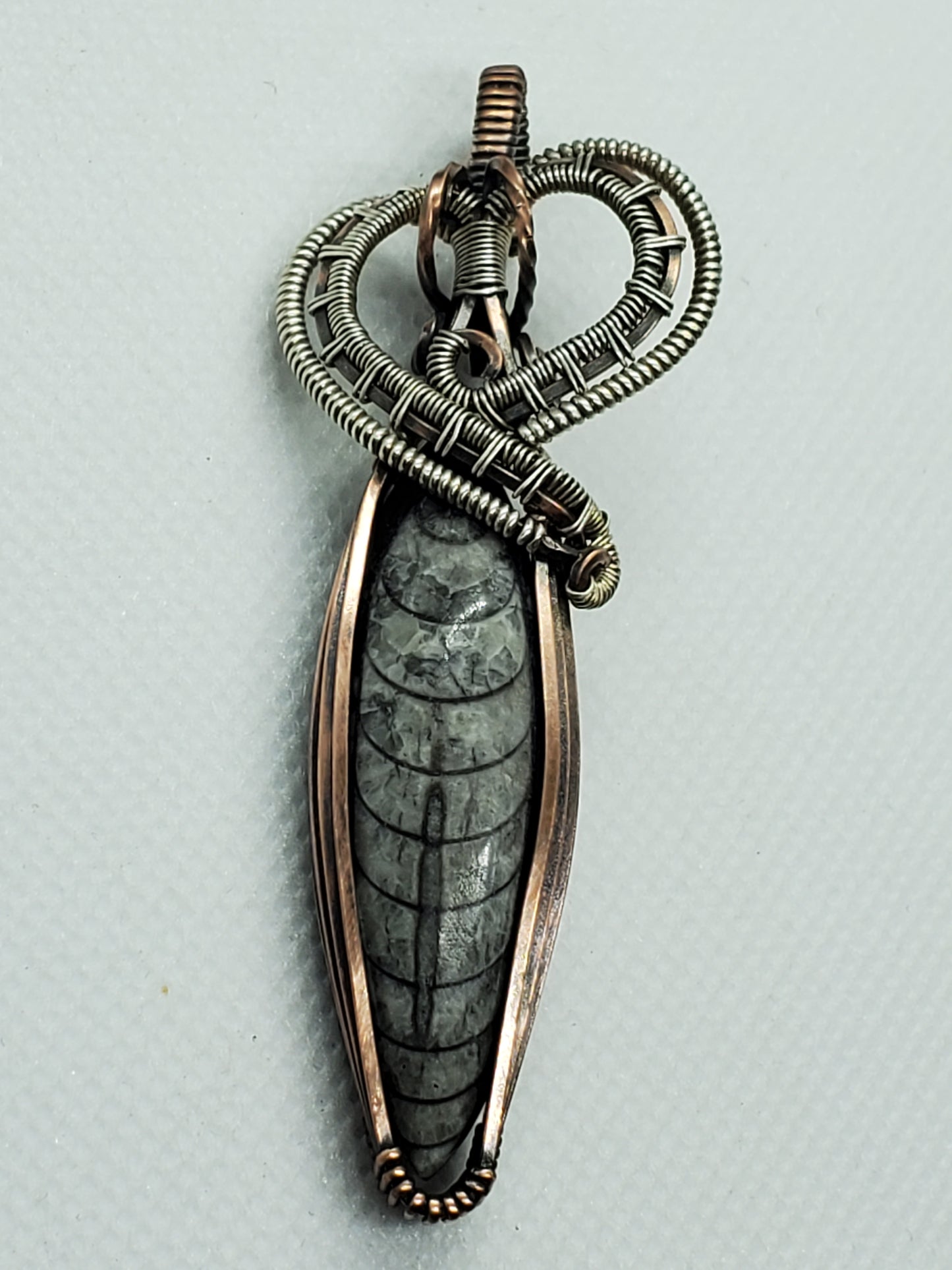 Orthoceras fossil
